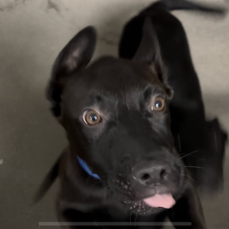 An image of Joey. Joey is a Shepherd, German/Mixed Breed (Medium).