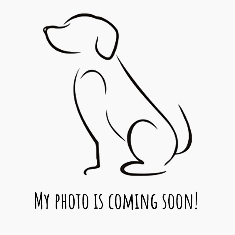 An image of Ross. Ross is a Shepherd, German/Mixed Breed (Medium).