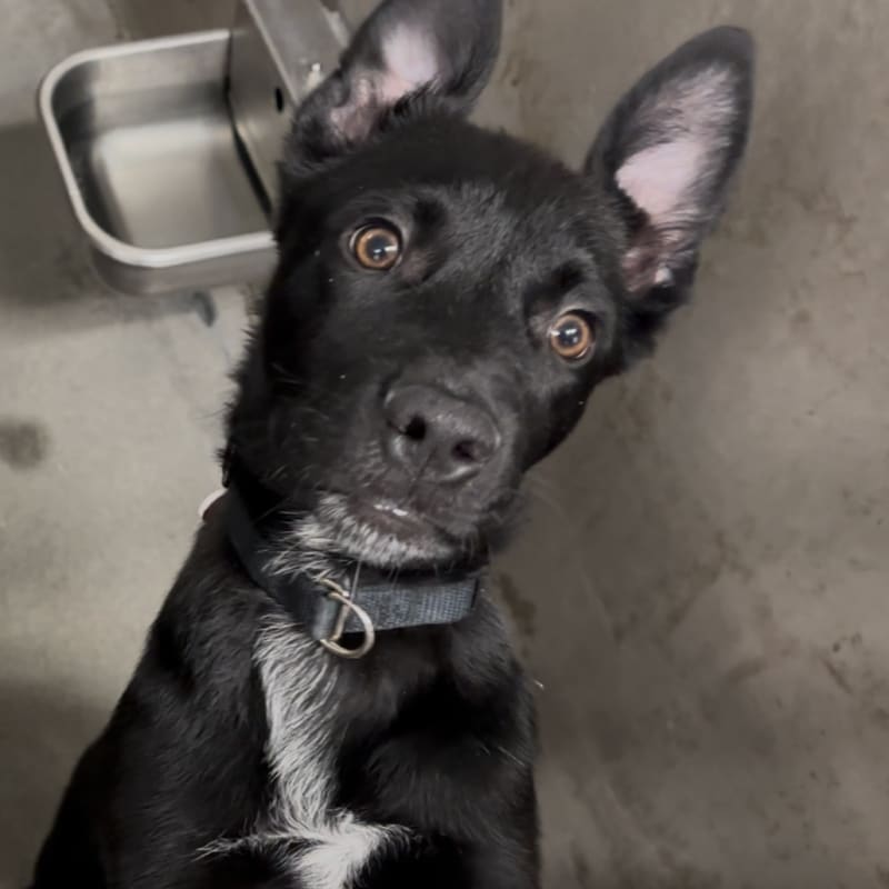 An image of Chandler. Chandler is a Shepherd, German/Mixed Breed (Medium).