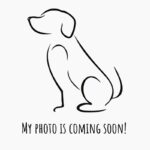 An image of Chandler. Chandler is a Shepherd, German/Mixed Breed (Medium).