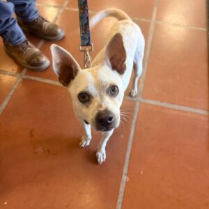 An image of Casper. Casper is a Chihuahua, Short Coat/Terrier.