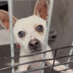 An image of Casper. Casper is a Chihuahua, Short Coat/Terrier.