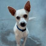 An image of Casper. Casper is a Chihuahua, Short Coat/Terrier.