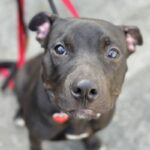 An image of Jingle. Jingle is a Terrier, Pit Bull.