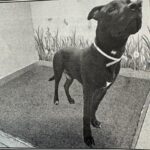 An image of Jingle. Jingle is a Terrier, Pit Bull.