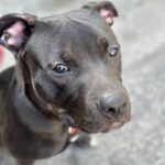 An image of Jingle. Jingle is a Terrier, Pit Bull.