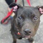 An image of Jingle. Jingle is a Terrier, Pit Bull.