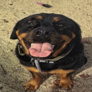 An image of Bruno. Bruno is a Rottweiler.