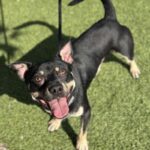 An image of Edward. Edward is a Shepherd.