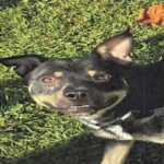 An image of Edward. Edward is a Shepherd.