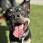 An image of Edward. Edward is a Shepherd.