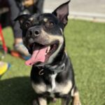 An image of Edward. Edward is a Shepherd.