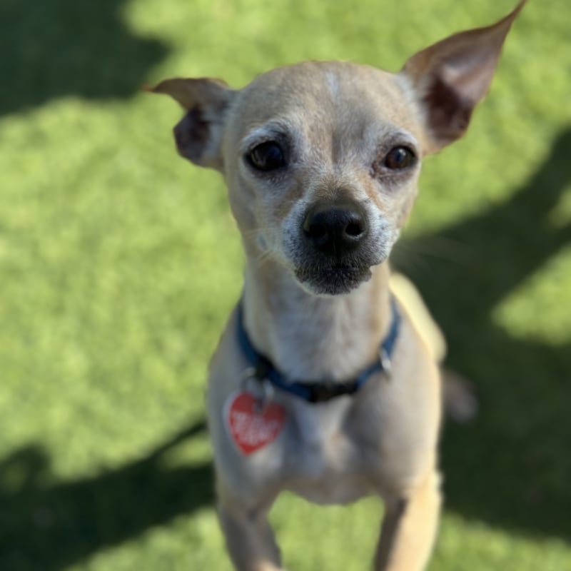 An image of Thor. Thor is a Chihuahua, Short Coat.