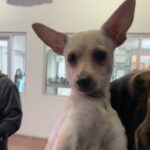 An image of Anita. Anita is a Chihuahua, Short Coat/Mixed Breed (Small).