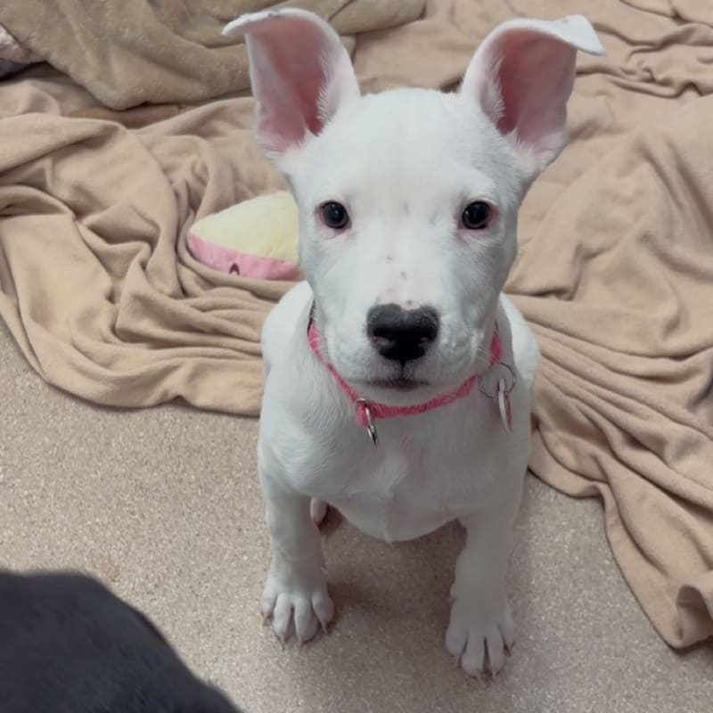 An image of Itsy. Itsy is a Terrier.