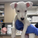 An image of Itsy. Itsy is a Terrier.