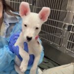 An image of Itsy. Itsy is a Terrier.