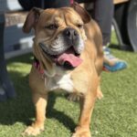 An image of Zora. Zora is a Bulldog, English.