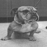 An image of Zora. Zora is a Bulldog, English.