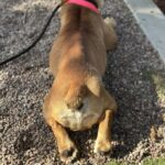 An image of Zora. Zora is a Bulldog, English.