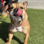 An image of Zora. Zora is a Bulldog, English.