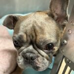 An image of June. June is a Bulldog, French.