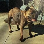 An image of June. June is a Bulldog, French.