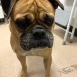 An image of Sugar. Sugar is a Pug.