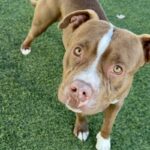 An image of Lorenzo. Lorenzo is a Terrier, Pit Bull.