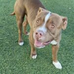 An image of Lorenzo. Lorenzo is a Terrier, Pit Bull.