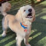 An image of Elliot. Elliot is a Terrier, Cairn.