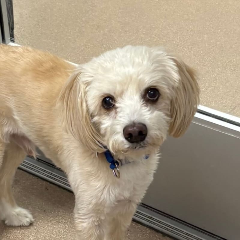 An image of Elliot. Elliot is a Terrier, Cairn.