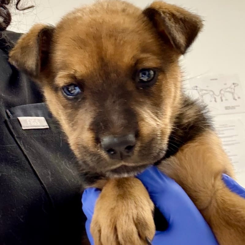 An image of Umi . Umi  is a Rottweiler/Mixed Breed (Medium).