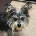An image of Abby . Abby  is a Terrier, Yorkshire, Yorkie/Mixed Breed (Small).