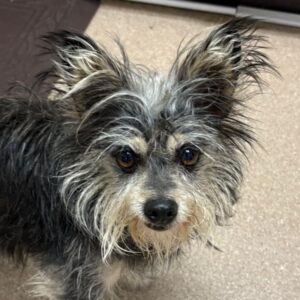 An image of Abby . Abby is a Terrier, Yorkshire, Yorkie/Mixed Breed (Small).