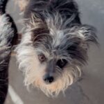 An image of Abby . Abby  is a Terrier, Yorkshire, Yorkie/Mixed Breed (Small).