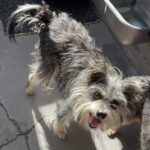 An image of Abby . Abby  is a Terrier, Yorkshire, Yorkie/Mixed Breed (Small).