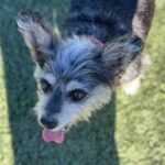 An image of Abby . Abby  is a Terrier, Yorkshire, Yorkie/Mixed Breed (Small).