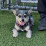 An image of Abby . Abby  is a Terrier, Yorkshire, Yorkie/Mixed Breed (Small).