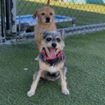 An image of Abby . Abby  is a Terrier, Yorkshire, Yorkie/Mixed Breed (Small).