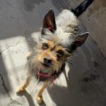 An image of Alanna . Alanna  is a Terrier, Yorkshire, Yorkie/Mixed Breed (Small).