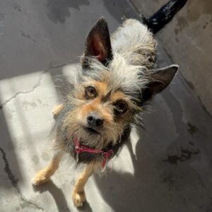 An image of Alanna . Alanna is a Terrier, Yorkshire, Yorkie/Mixed Breed (Small).