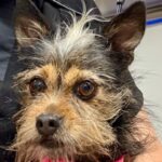 An image of Alanna . Alanna  is a Terrier, Yorkshire, Yorkie/Mixed Breed (Small).