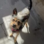 An image of Alanna . Alanna  is a Terrier, Yorkshire, Yorkie/Mixed Breed (Small).