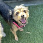 An image of Alanna . Alanna  is a Terrier, Yorkshire, Yorkie/Mixed Breed (Small).