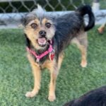 An image of Alanna . Alanna  is a Terrier, Yorkshire, Yorkie/Mixed Breed (Small).