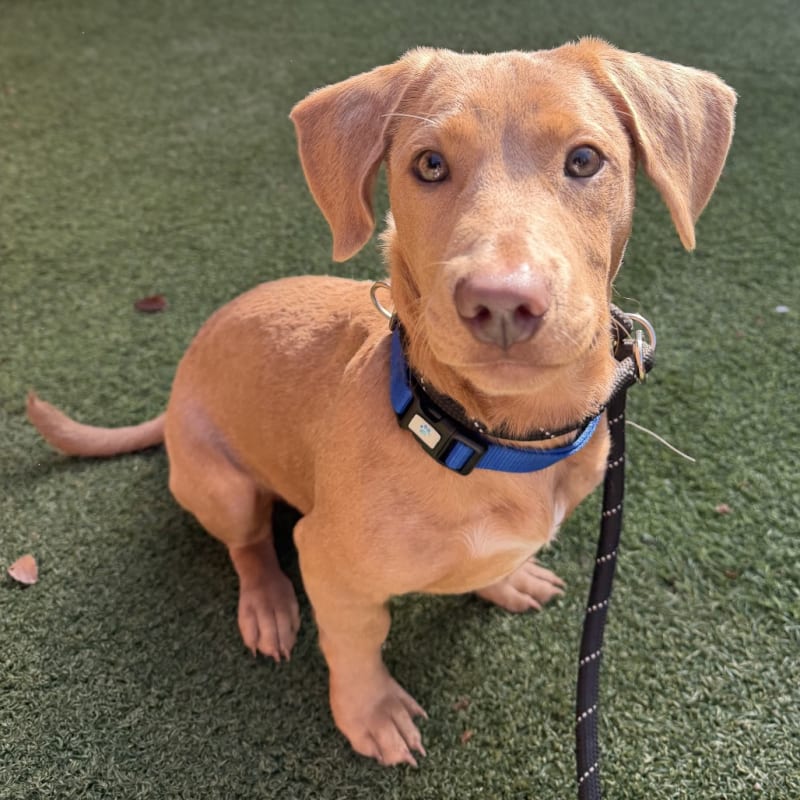 An image of Navy. Navy is a Retriever, Labrador/Mix.