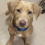 An image of Navy. Navy is a Retriever, Labrador/Mix.