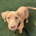 An image of Navy. Navy is a Retriever, Labrador/Mix.