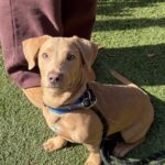 An image of Navy. Navy is a Retriever, Labrador/Mix.